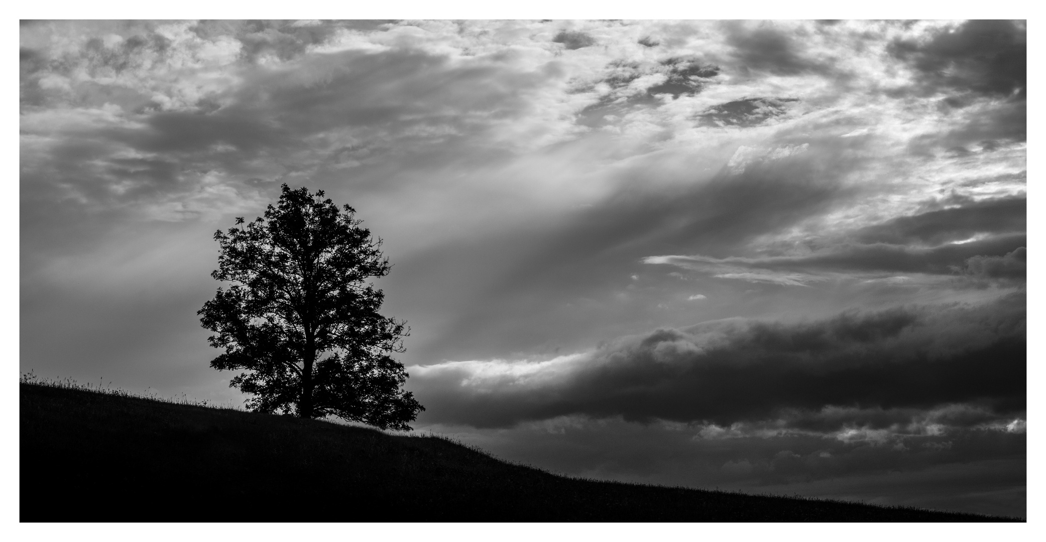 Baum am Hang