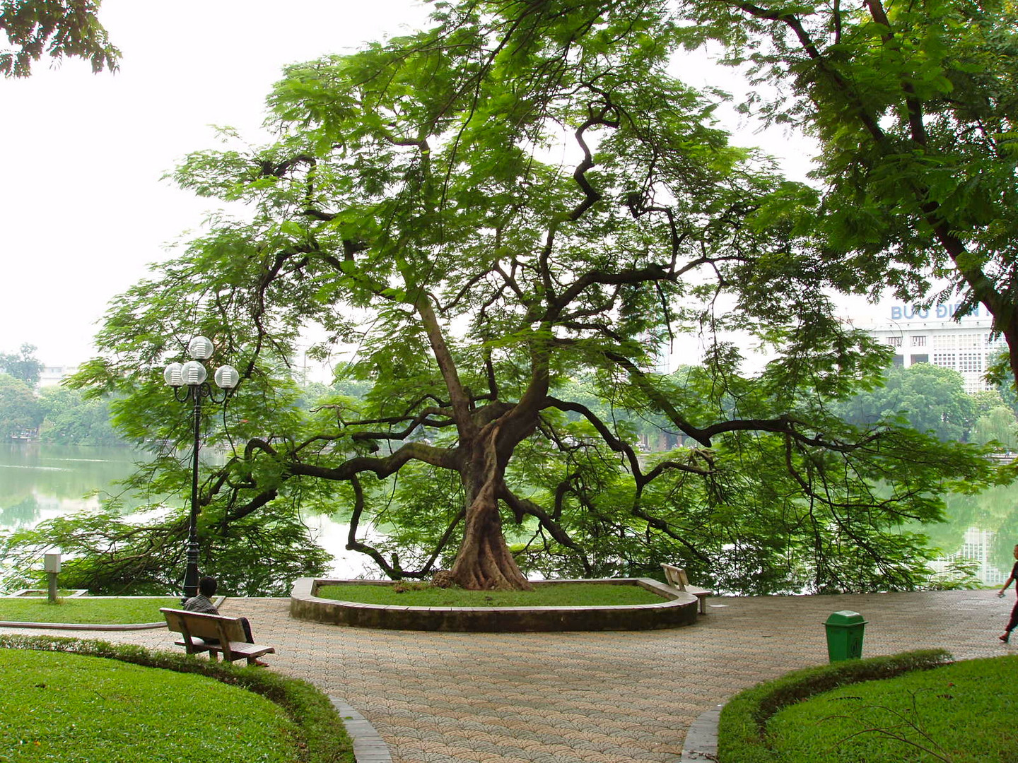 Baum am Hoan Kiem See in Hanoi/Vietnam