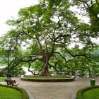 Baum am Hoan Kiem See in Hanoi/Vietnam