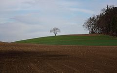 Baum am Horizont