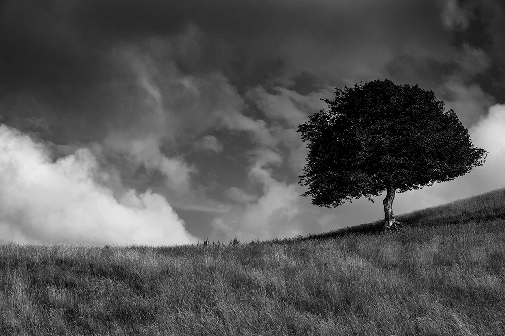 Baum am Hügel