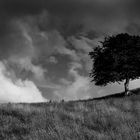 Baum am Hügel