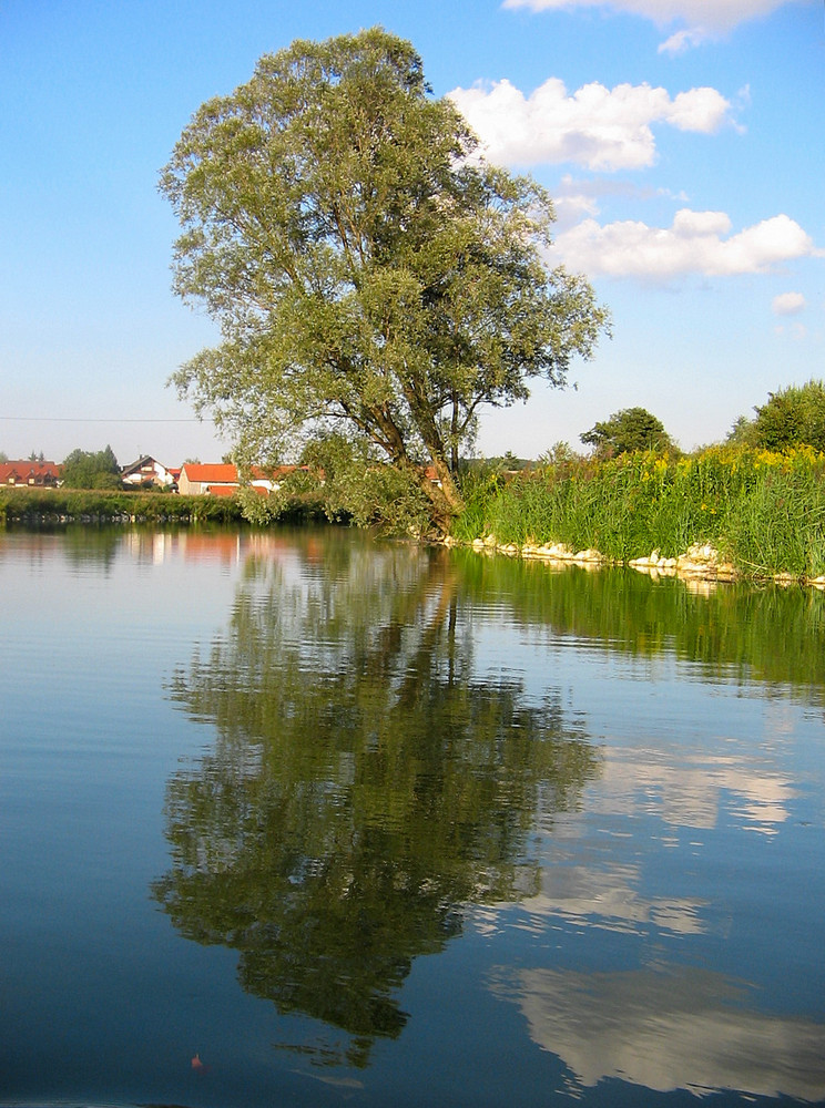 Baum am (im) Wasser...