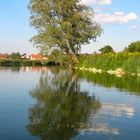 Baum am (im) Wasser...