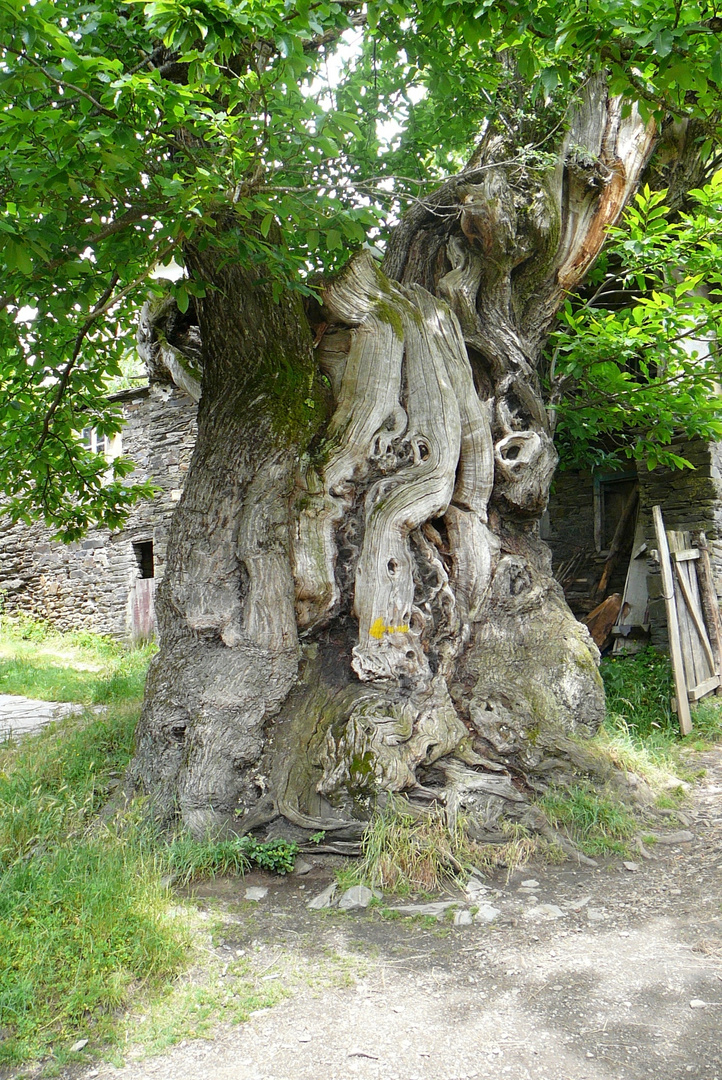 Baum am Jakobsweg - Spanien