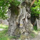 Baum am Jakobsweg - Spanien