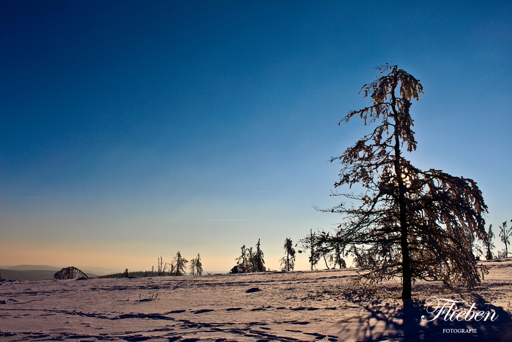 Baum am Kahlen ASten