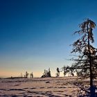 Baum am Kahlen ASten