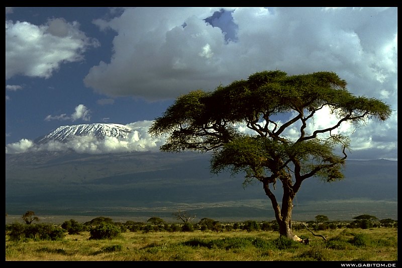 baum am kilimanjaro