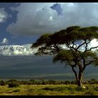 baum am kilimanjaro