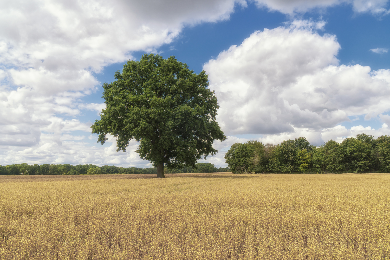 Baum am Kornfeld