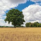 Baum am Kornfeld