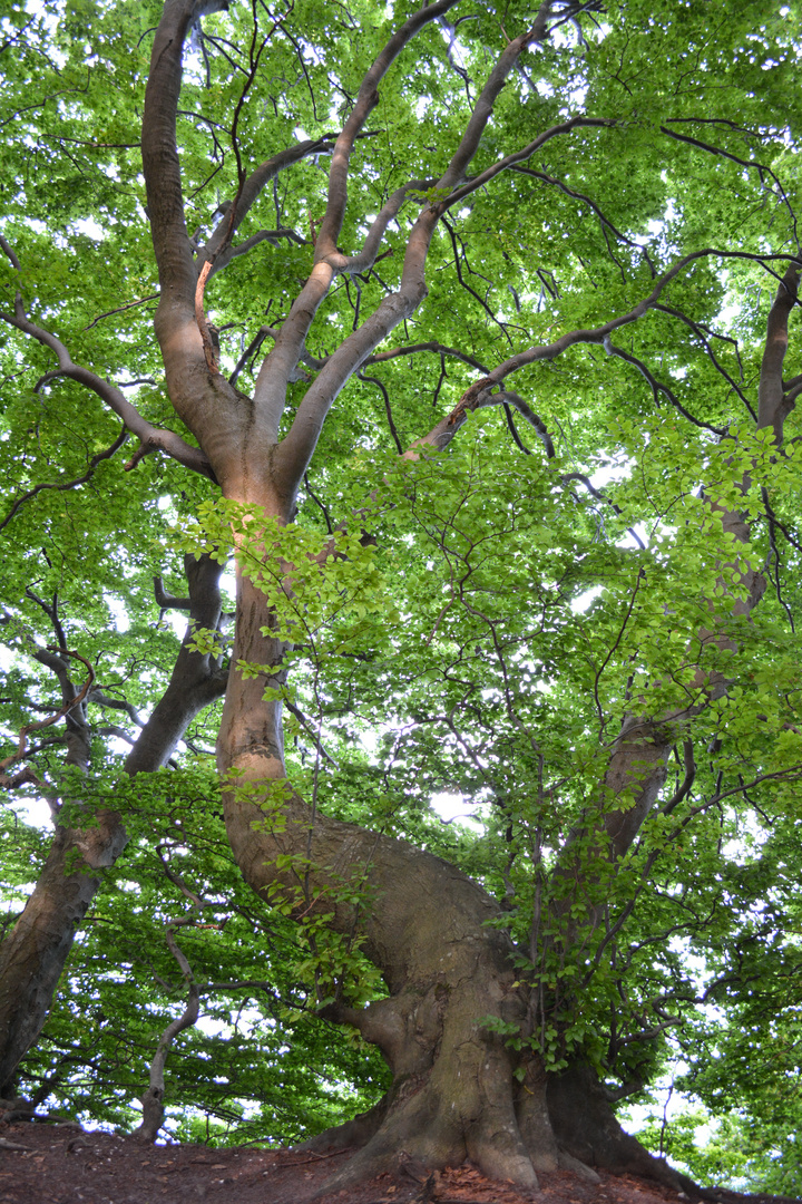 Baum am Kreidefelsen - Rügen.