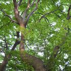 Baum am Kreidefelsen - Rügen.