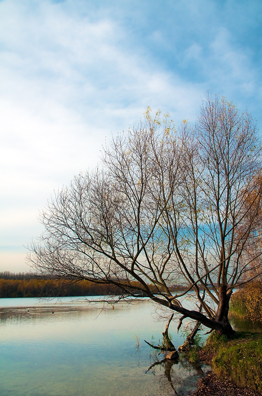 Baum am Kulkwitzer See