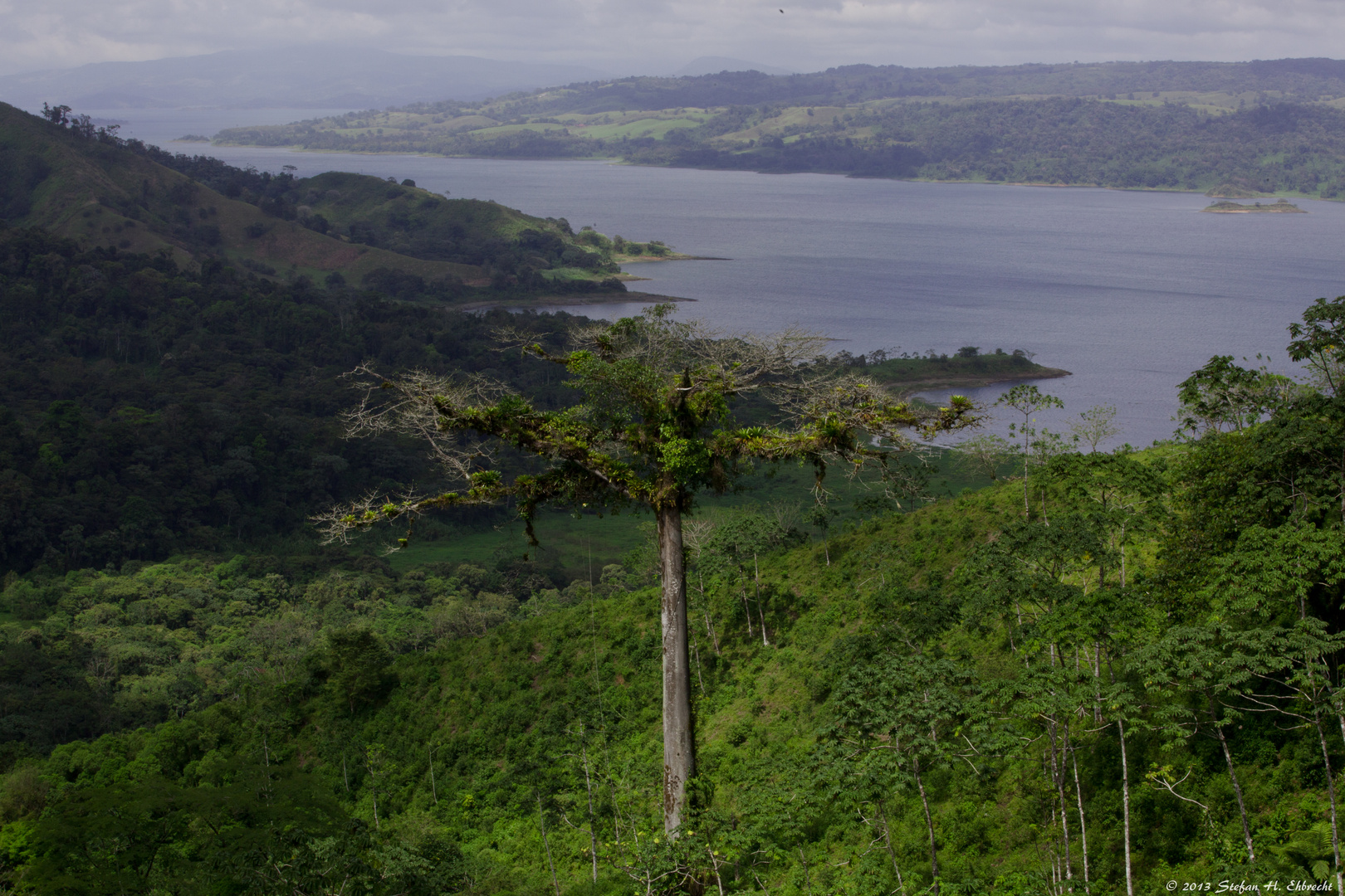 Baum am Lago di Arenal