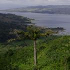 Baum am Lago di Arenal