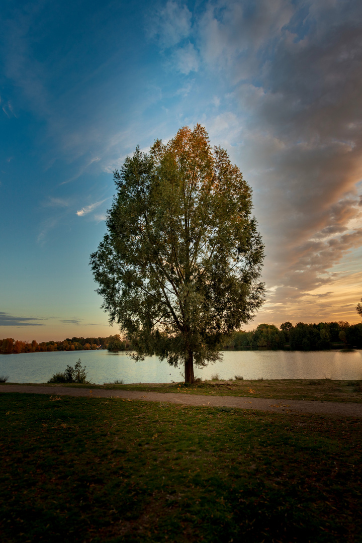 Baum am Lago Laprello