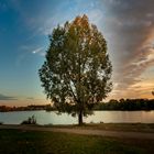 Baum am Lago Laprello