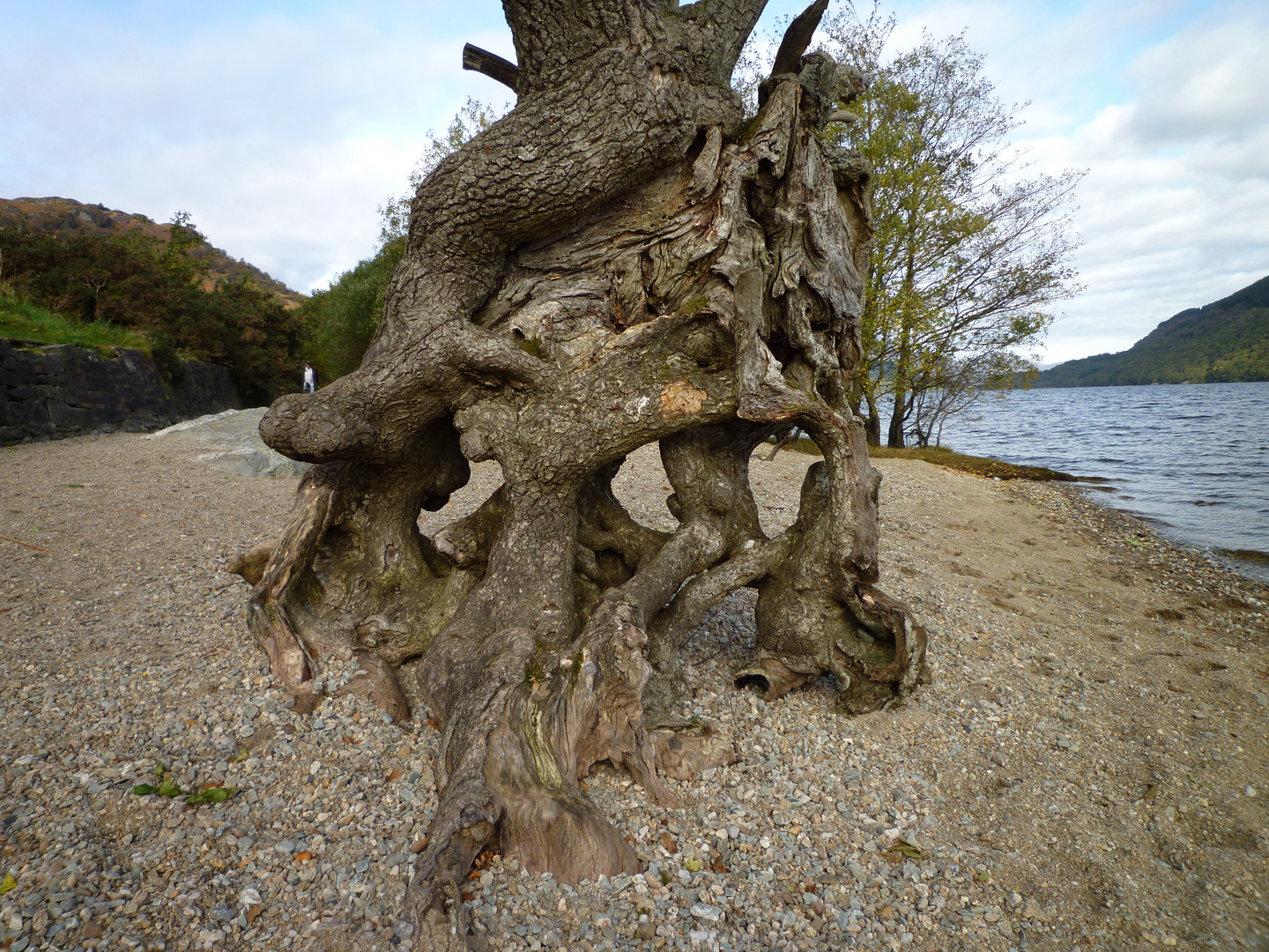 Baum am Loch Lomond