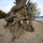 Baum am Loch Lomond
