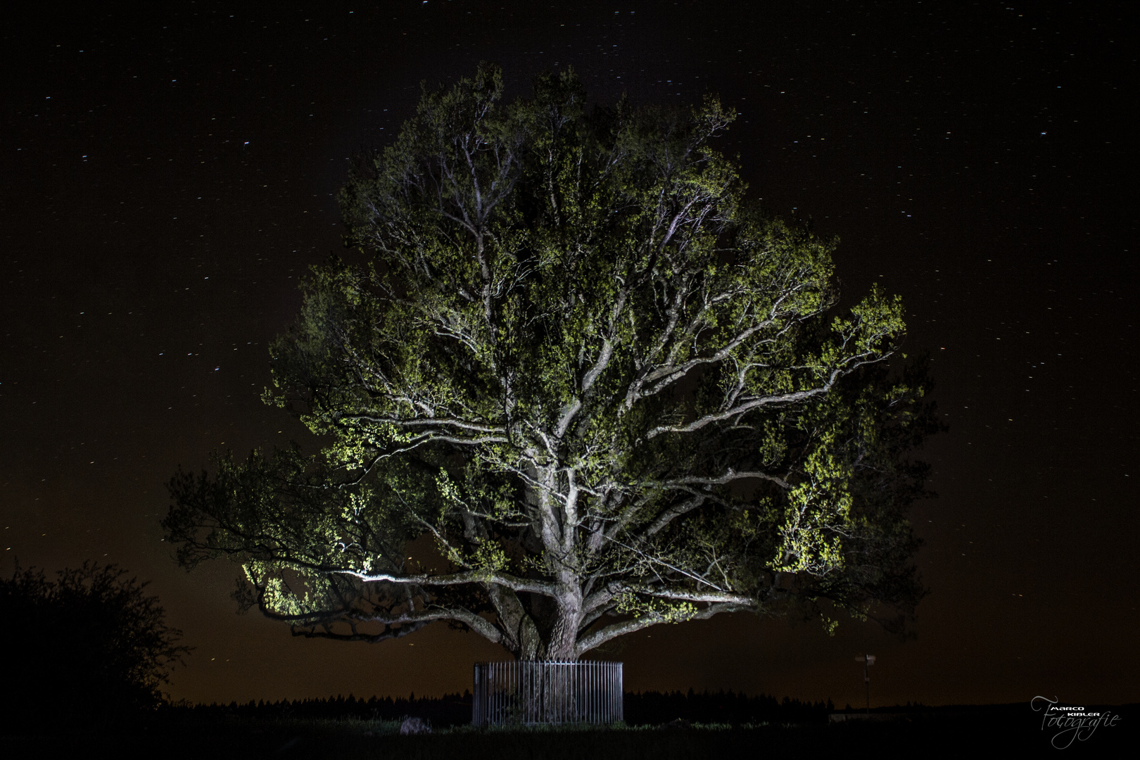 Baum am Magdalenenberg