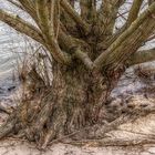 Baum am Mainufer in Eddersheim