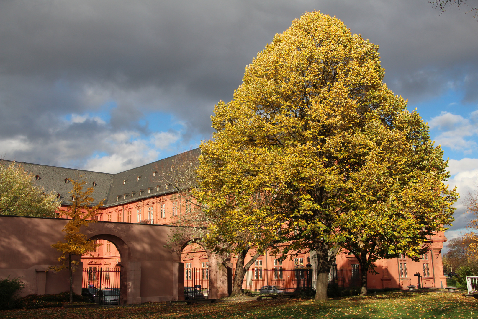 Baum am Mainzer Schloß