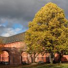 Baum am Mainzer Schloß