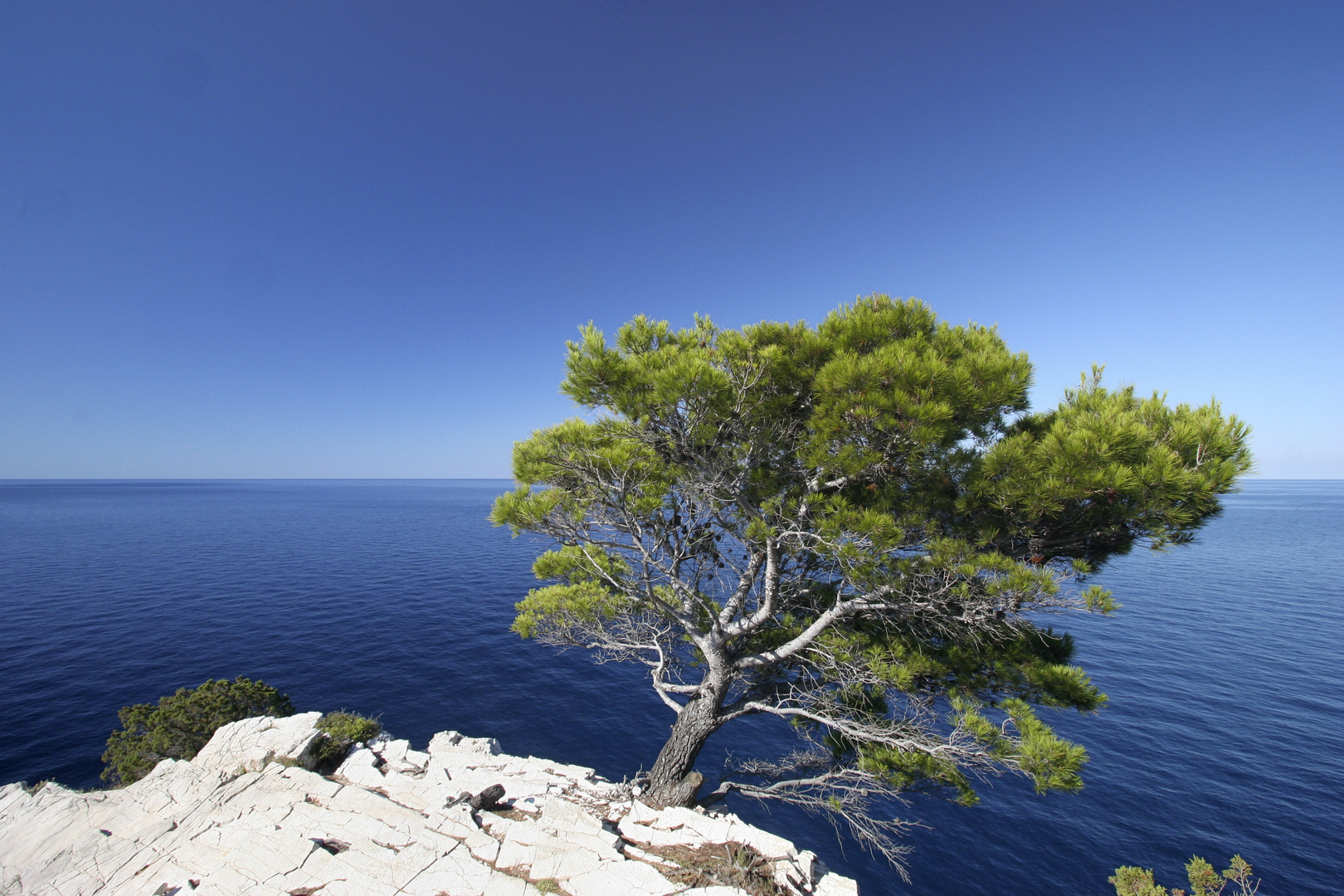 Baum am Meer