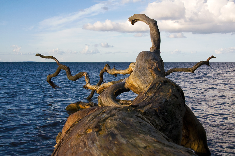 Baum am Meer 2