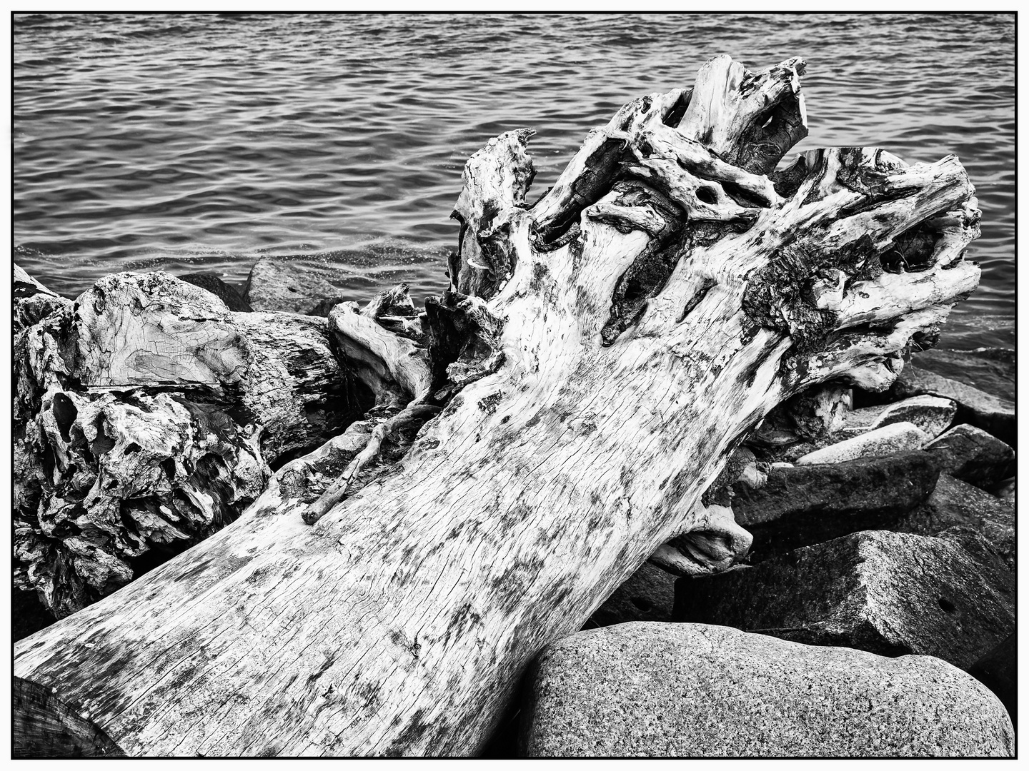 Baum am Meer