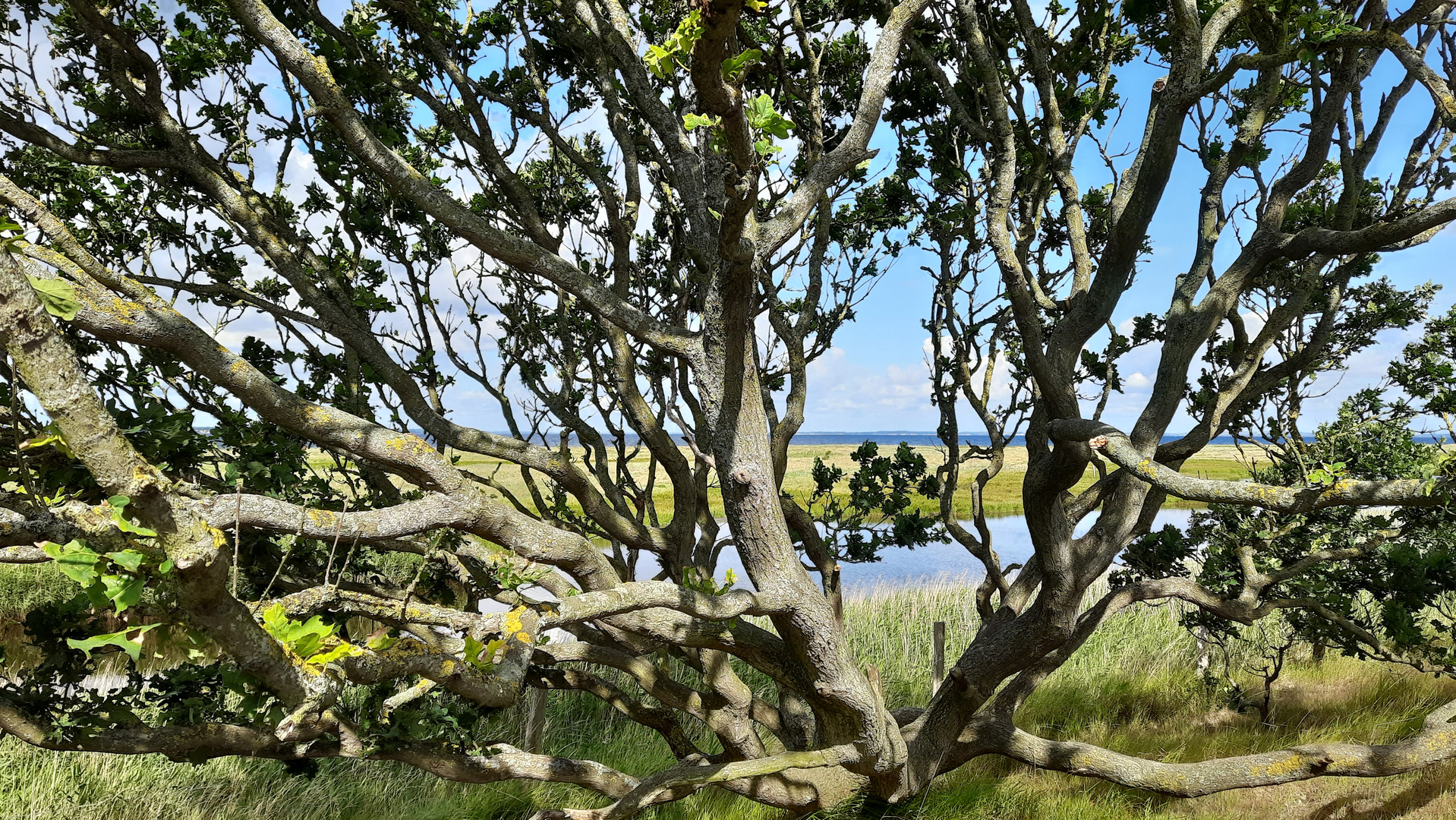 Baum am Meer