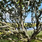 Baum am Meer