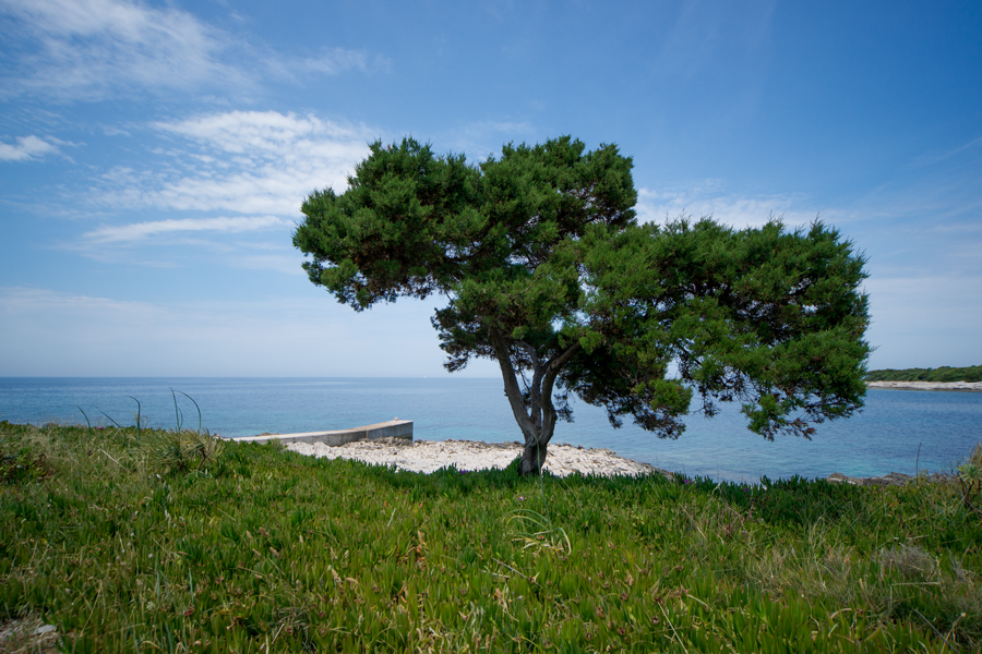 Baum am Meer