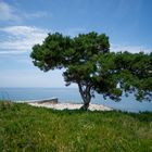 Baum am Meer