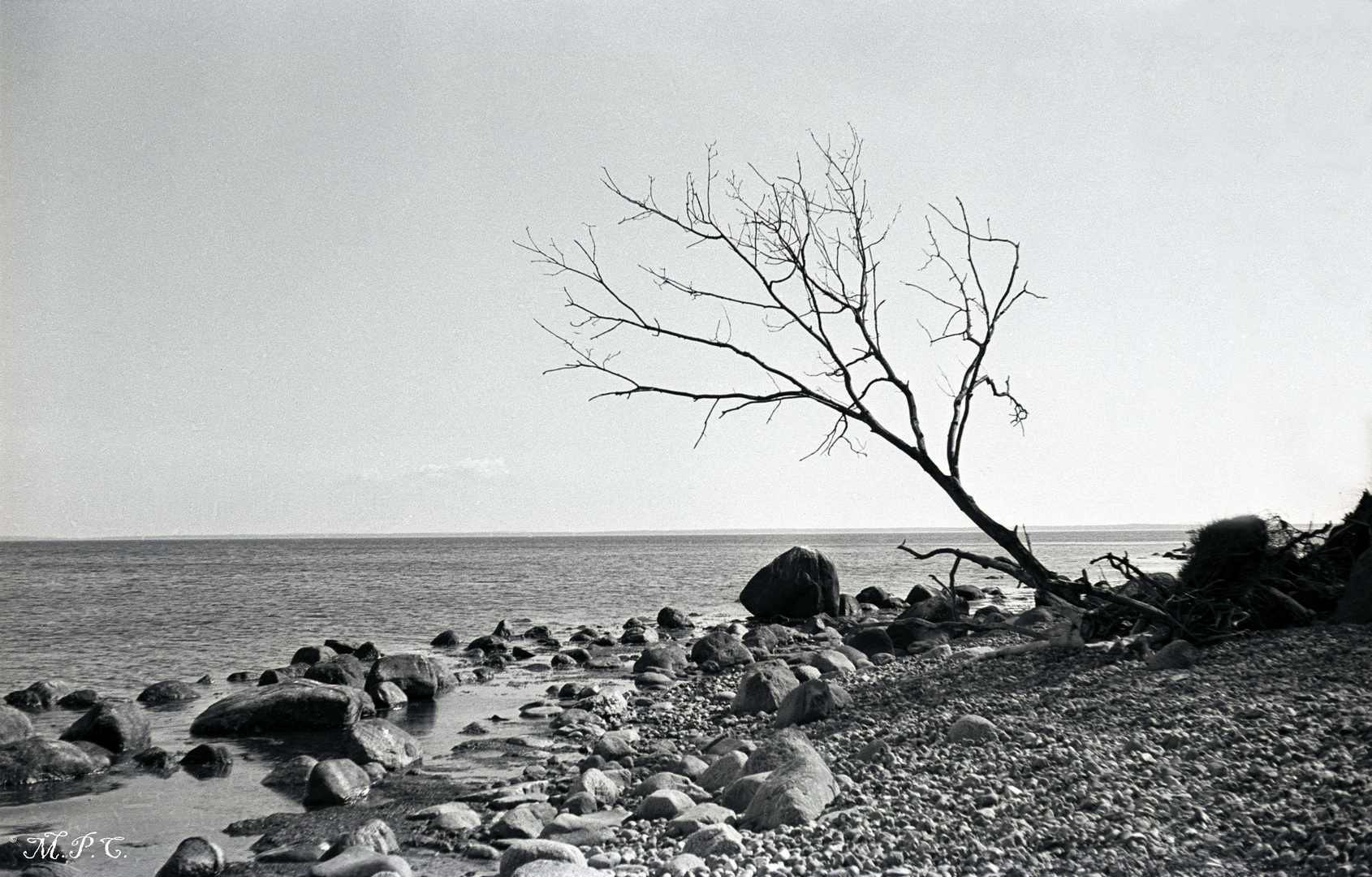 Baum am Meer