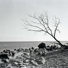 Baum am Meer