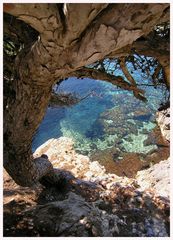 Baum am Meer