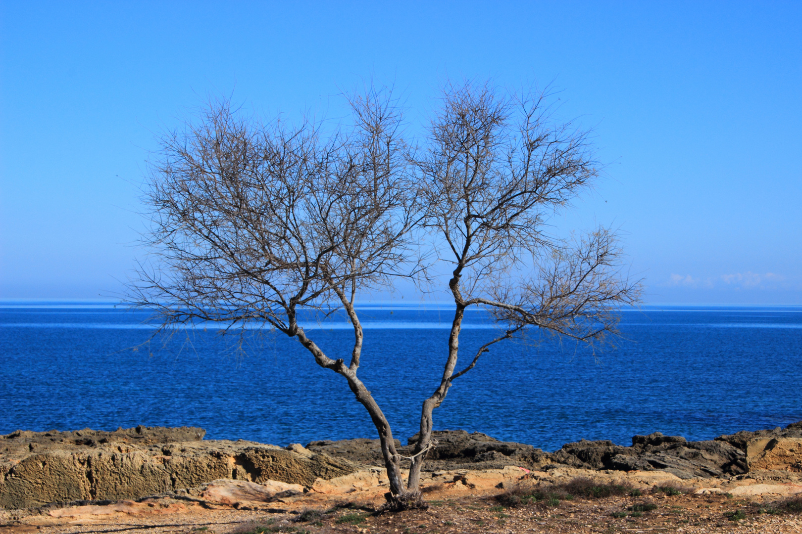 Baum am Meer