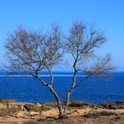 Baum am Meer