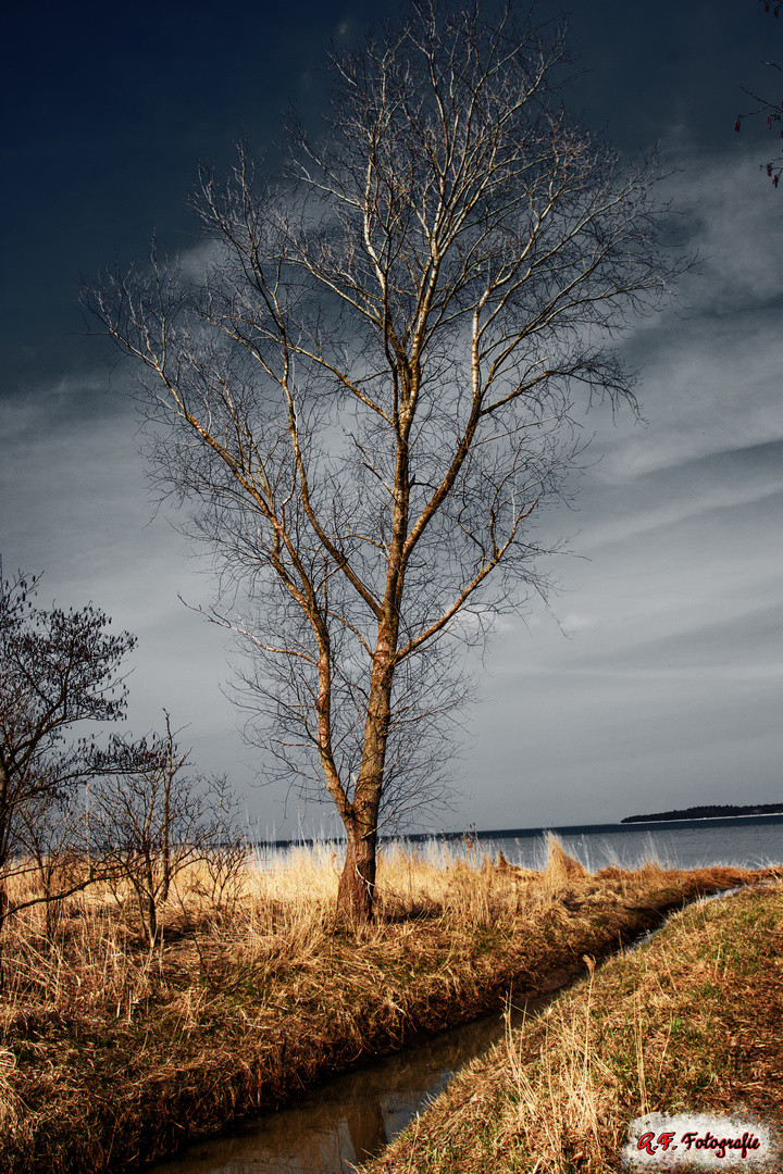 Baum am Meer