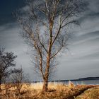 Baum am Meer