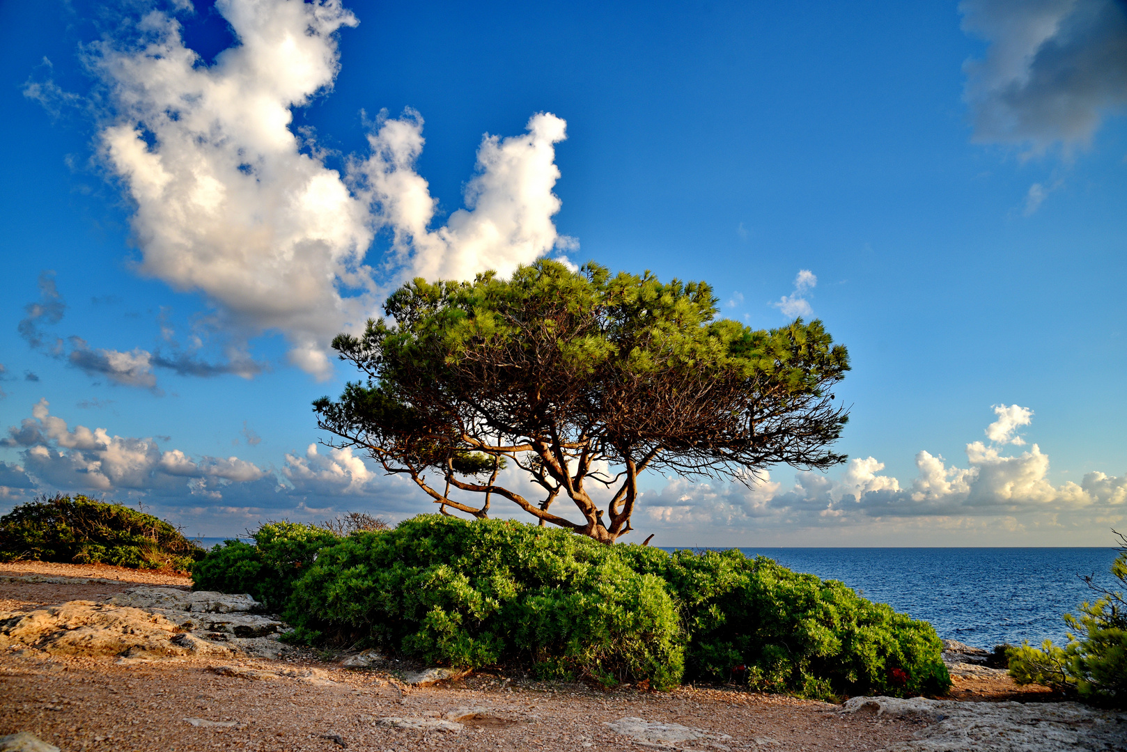 Baum am Meer 