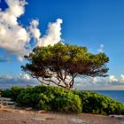 Baum am Meer 