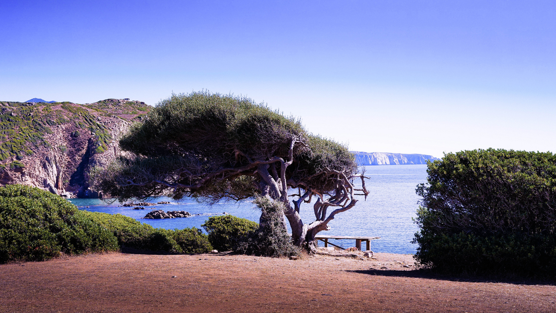 Baum am Meer