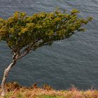 baum am meer