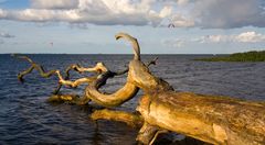 Baum am Meer