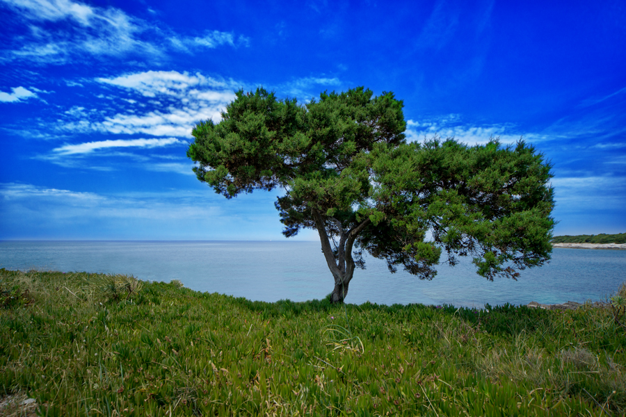 Baum am Meer