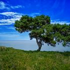 Baum am Meer